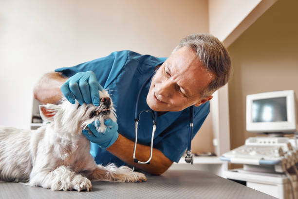 Best After-Hours Dental Care in Belvedere Park, GA